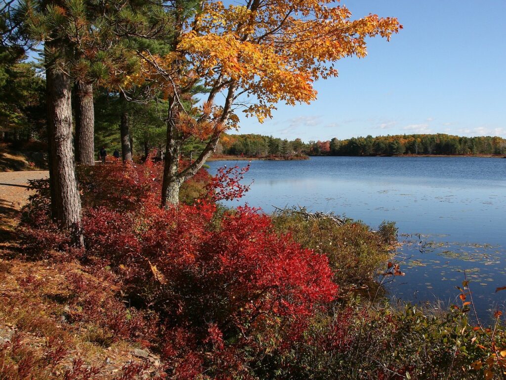 A lakeside in the fall. Yellows and red stand out in forests of green as the tree-line walks around the lake. Near the shore there are lily-pads. On the shore there are some bushes, some green, some red. There is a tree that has already shed about half of the yellow leaves that still cling to the branches.