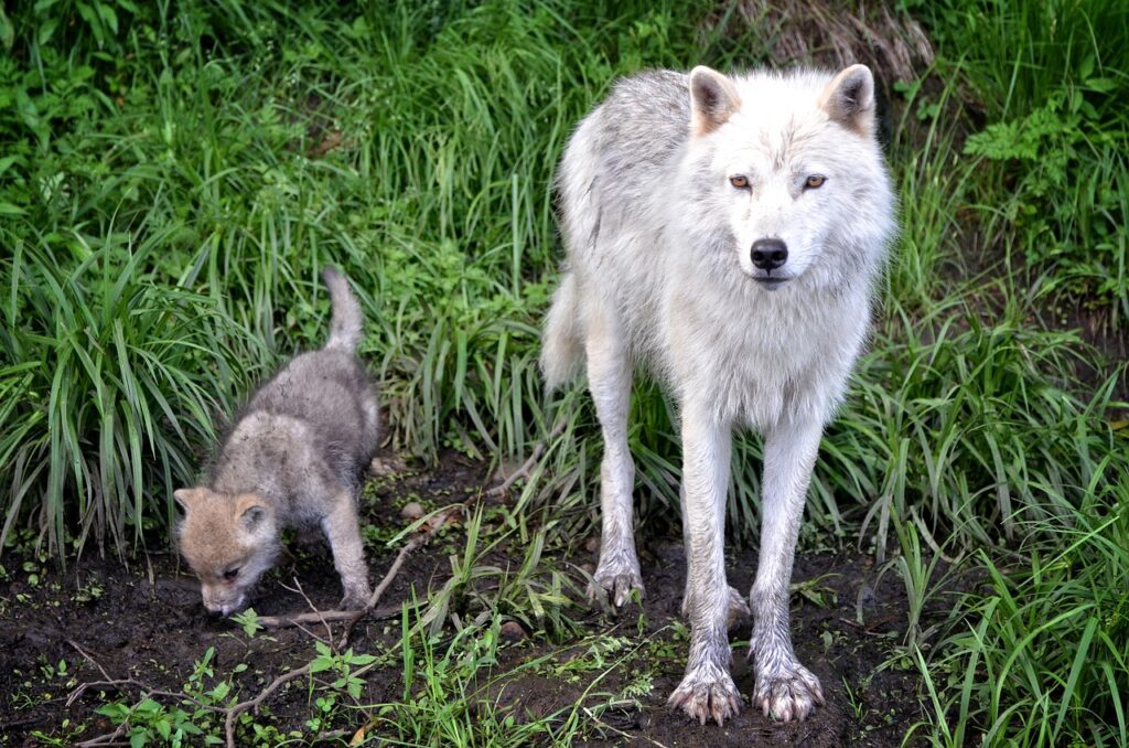A white timber wolf standing in some dirt and grass next to her pup. The pup appears to be sniffing a small branch lying on the ground.