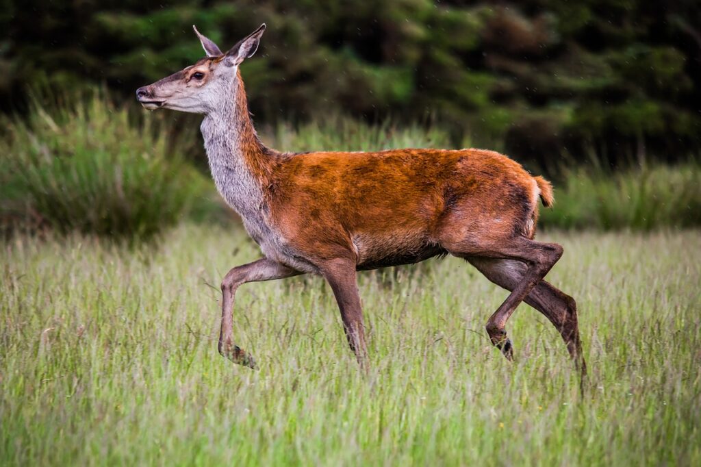 A red deer is trotting through a field of grasses. Pine trees can be seen in the background.