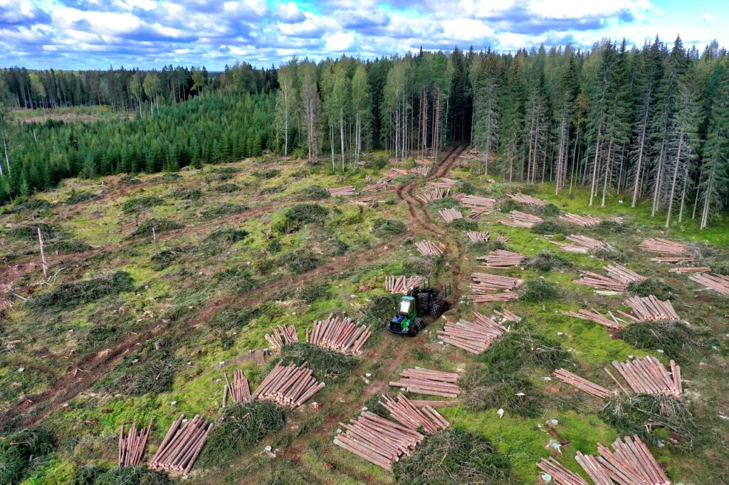 Scars that used to be forest are littered with logs, branches and tracks that were left by the logging tractor that can also be seen in the image. Surrounding the clearcut are trees. The trees on the left are young ones that were probably planted after another clearcut. Beyond those trees on the left you can see another bald patch of clearcut earth with solid forest further beyond. From the center to the left of the edge of the clearcut is an untouched forest, save for a narrow corridor of dirt tracks.