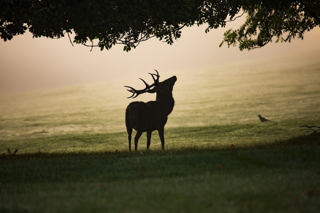 A stag stands with its head pointed skyward. The background is shrouded in deep fog. The stag is a black figure, shaded by a tree. You can see a crow near the stag.