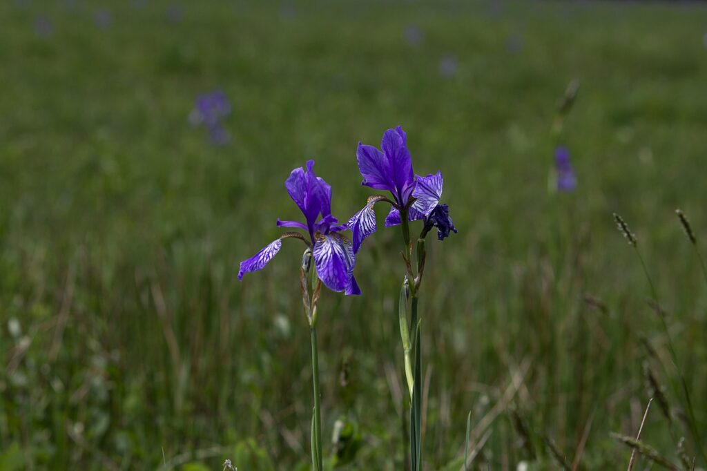 Two purple orchids stand out in a blurry field of green. There are some burry forms of purple hanging in the background that hint that this is a field of wild orchids.
