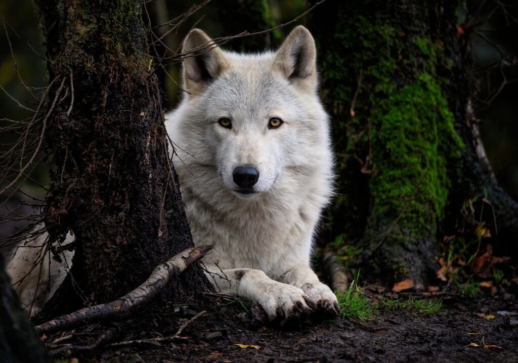 A white wolf sits behind a tree.